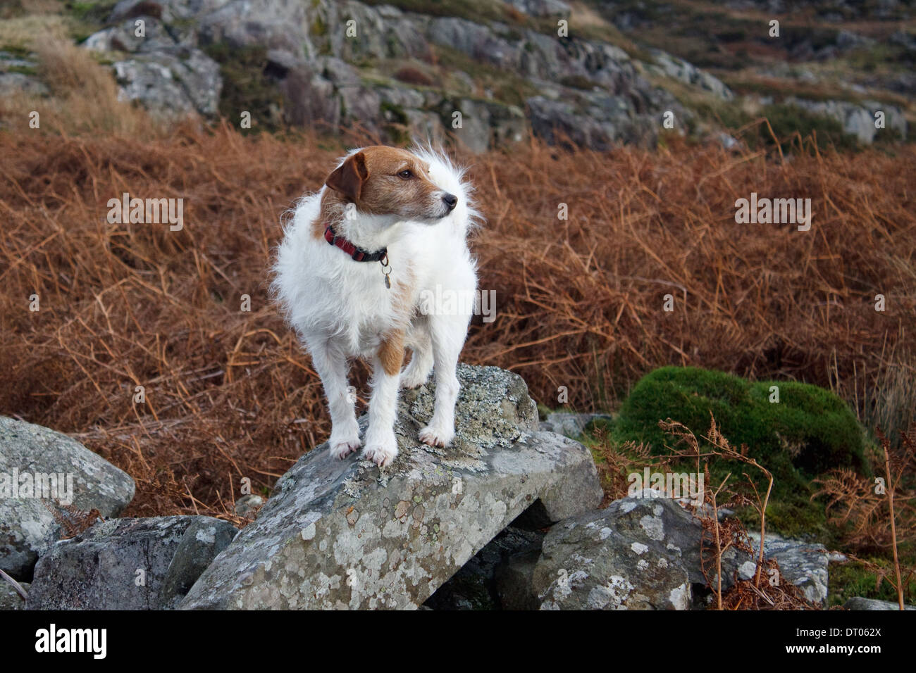 Jrt broken coat 2025