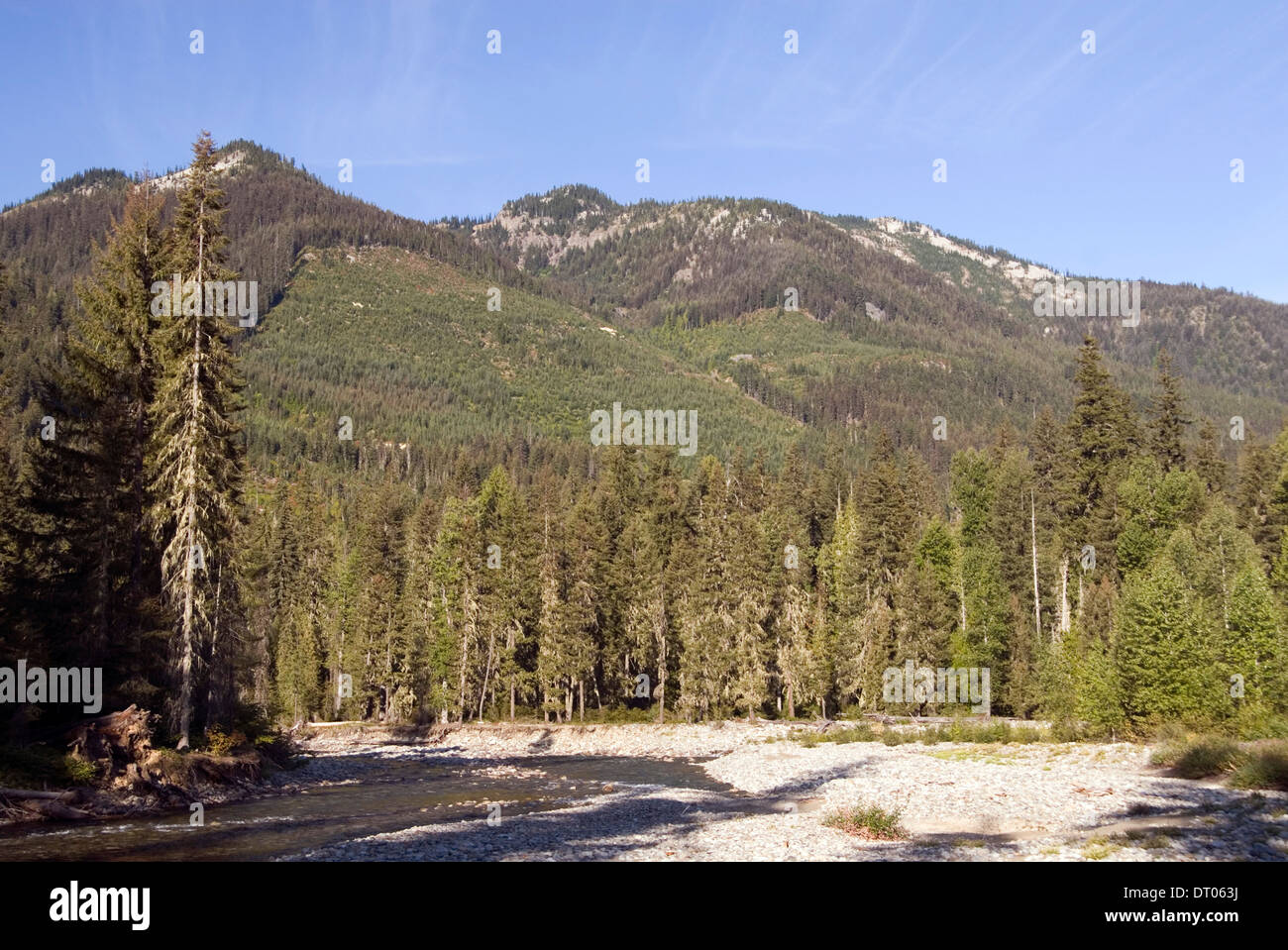 Cle Elum river and pine tree forest at the foothills of the Cascade Mountains, Okanogan