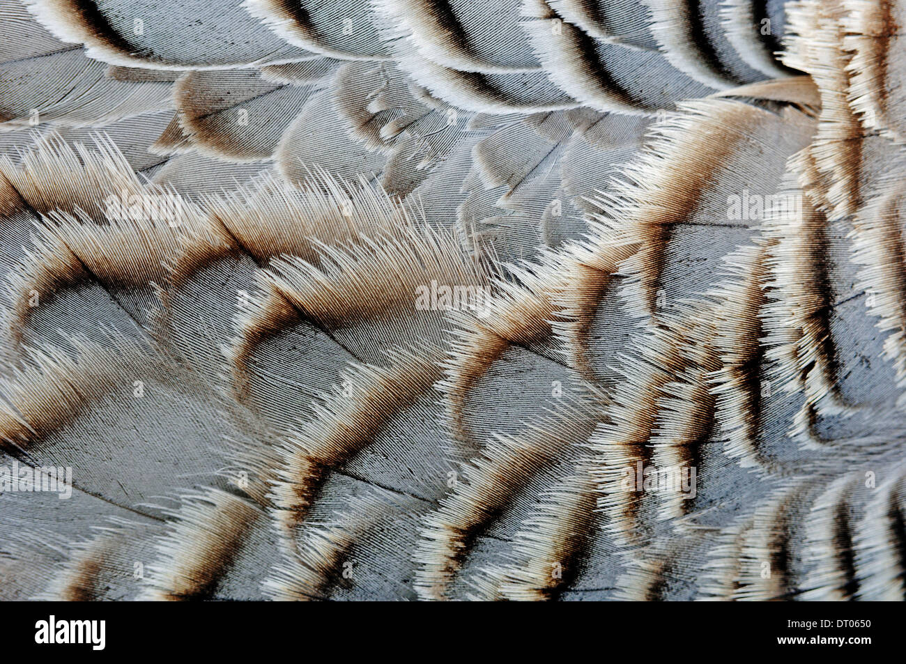 Emperor Goose (Anser canagicus, Philacte canagicus, Chen canagicus), plumage detail Stock Photo