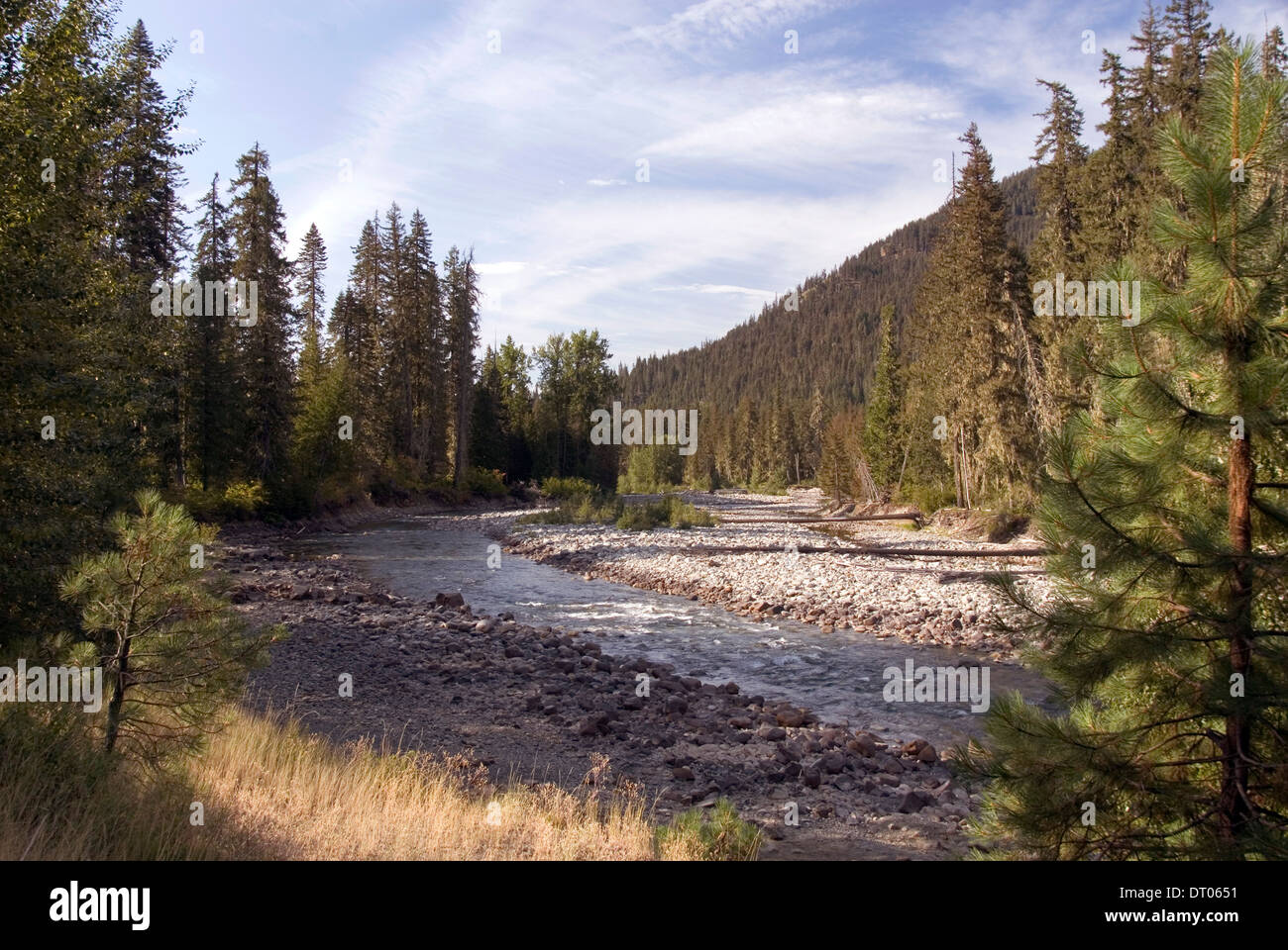 Cle Elum river and pine tree forest at the foothills of the Cascade