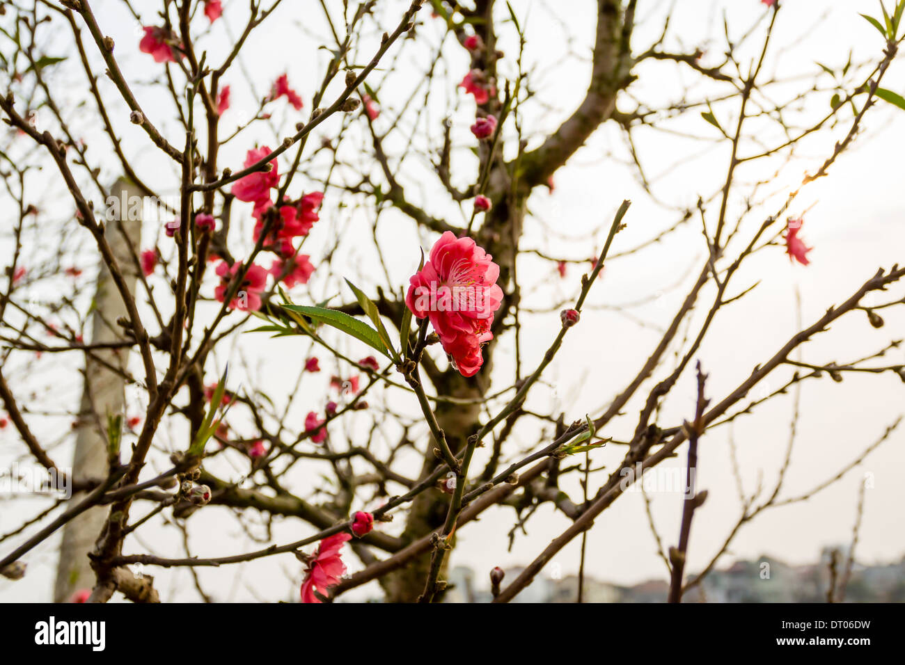 Vietnam Cherry blossom, Hanoi, Vietnam Stock Photo Alamy