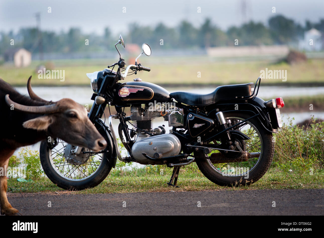 Royal Enfield and water buffalo in Kadambadi Tamil Nadu India near