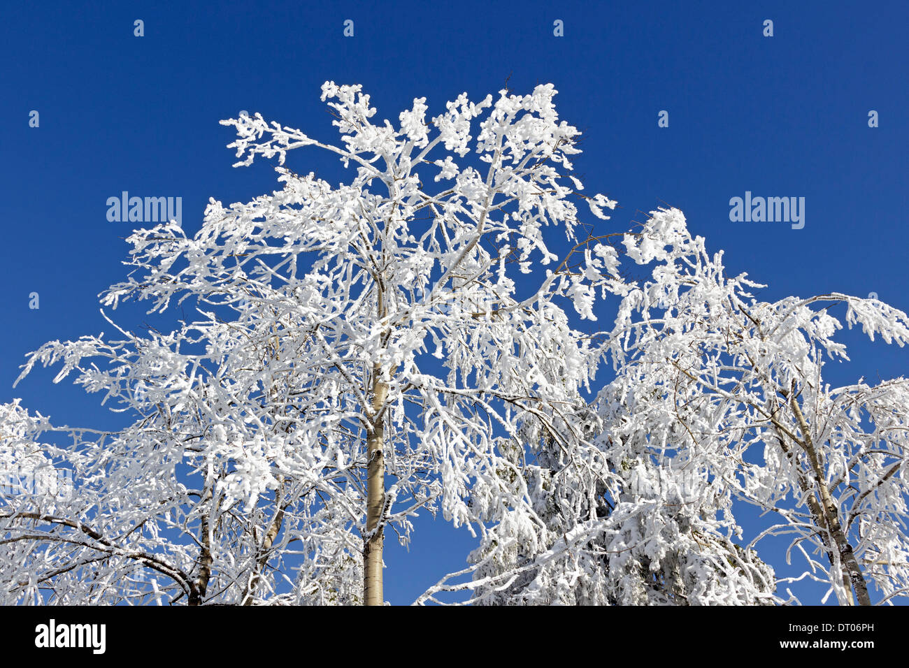 snow-covered trees on Kahler Asten near Winterberg, Sauerland, Northrhine Westfalia, Germany Stock Photo