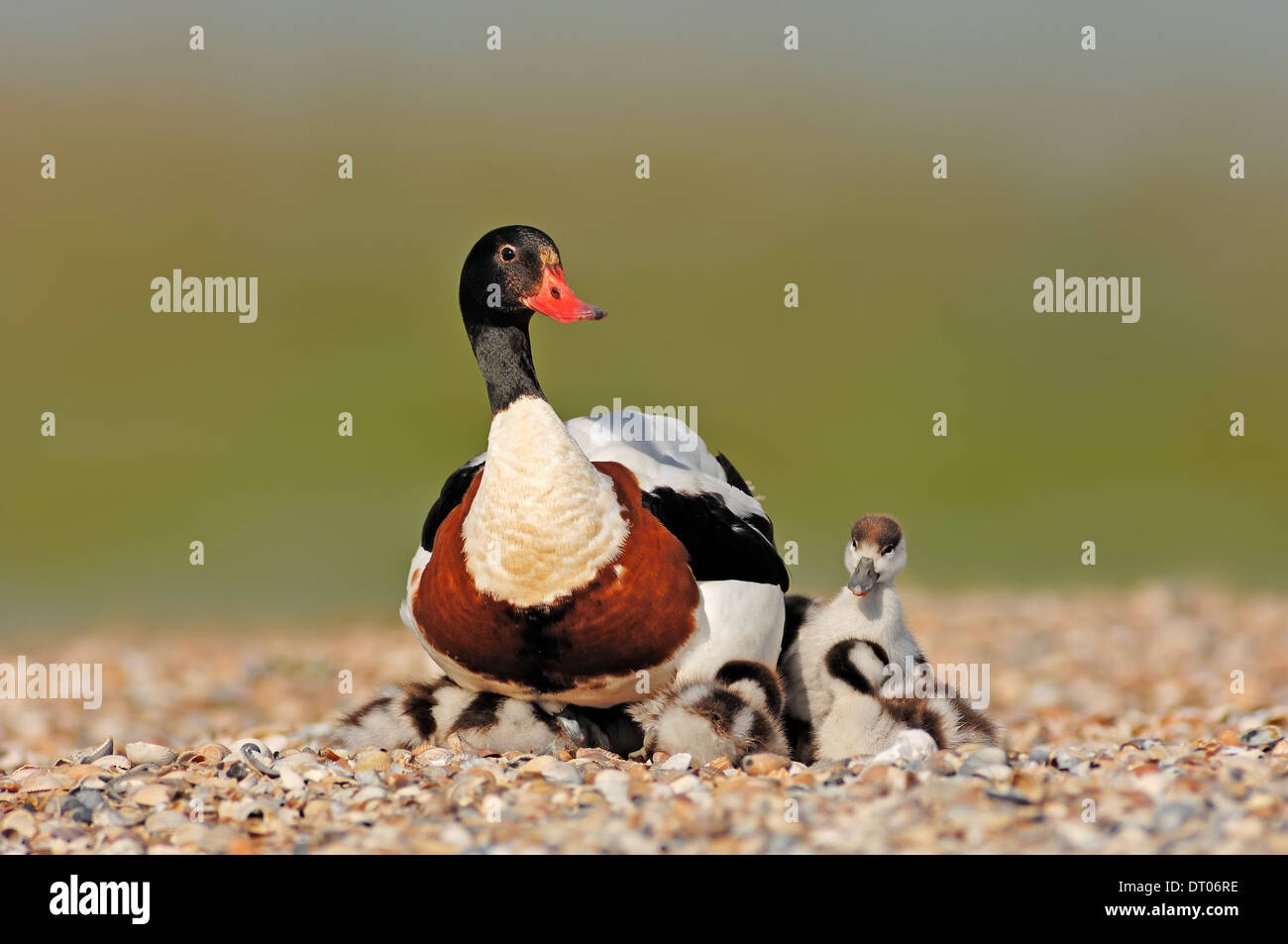 Common Shelduck (Tadorna tadorna), female with goslings, Texel, Netherlands Stock Photo