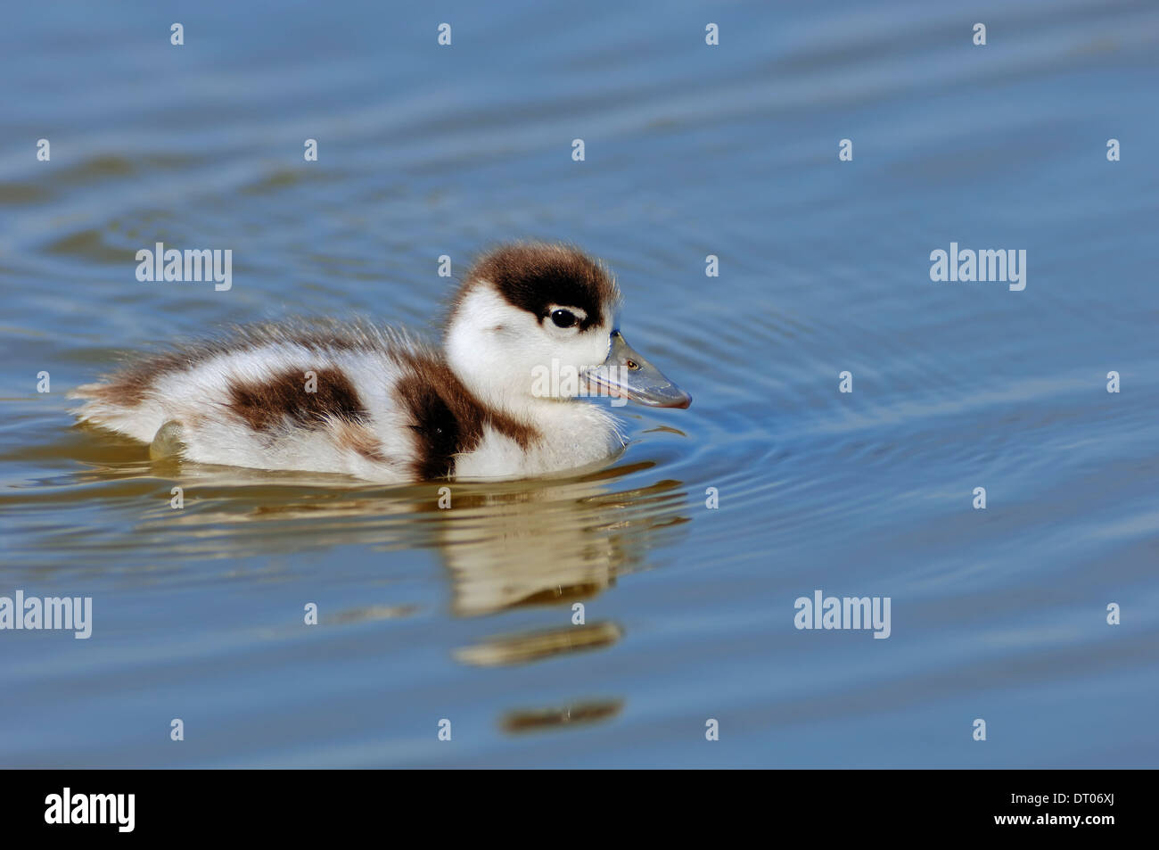 Common Shelduck (Tadorna tadorna), gosling, Texel, Netherlands Stock Photo