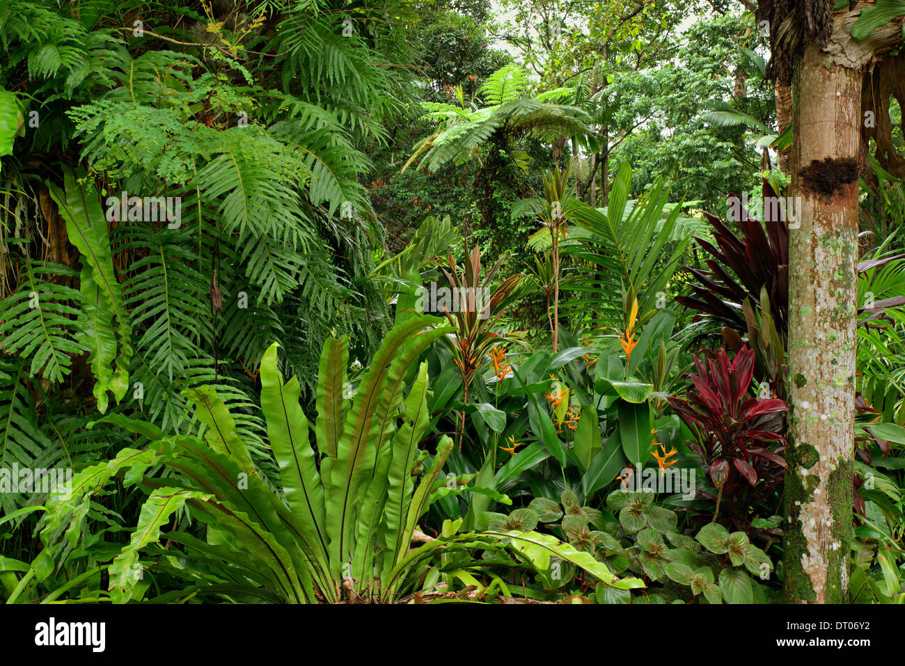 Botanic Garden in Cairns, Queensland, Australia Stock Photo - Alamy