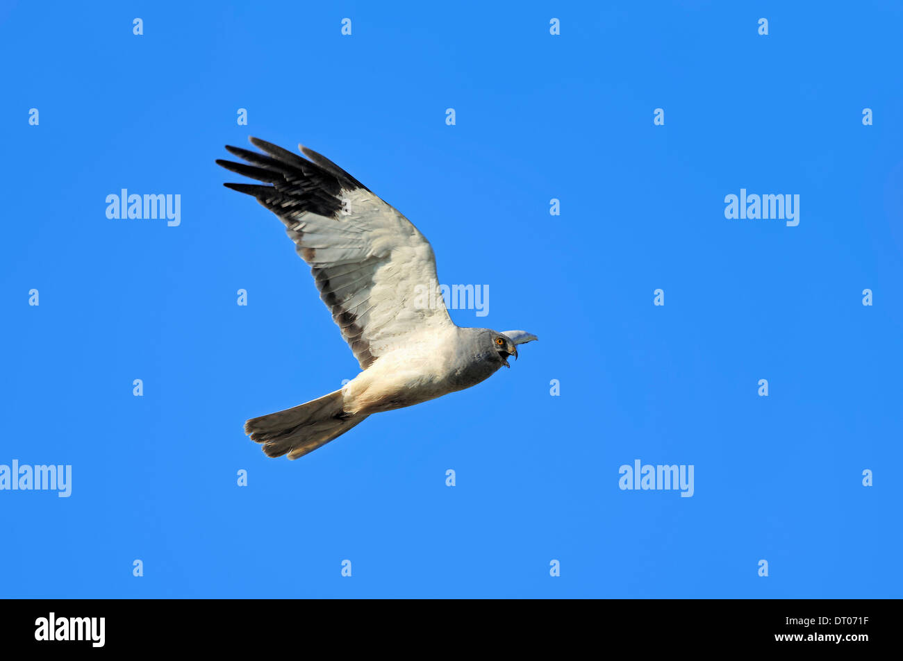 Hen Harrier or Northern Harrier (Circus cyaneus), male, Texel, Netherlands Stock Photo