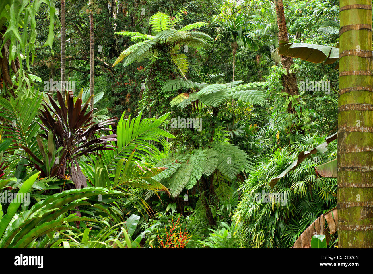 Botanic Garden in Cairns, Queensland, Australia Stock Photo