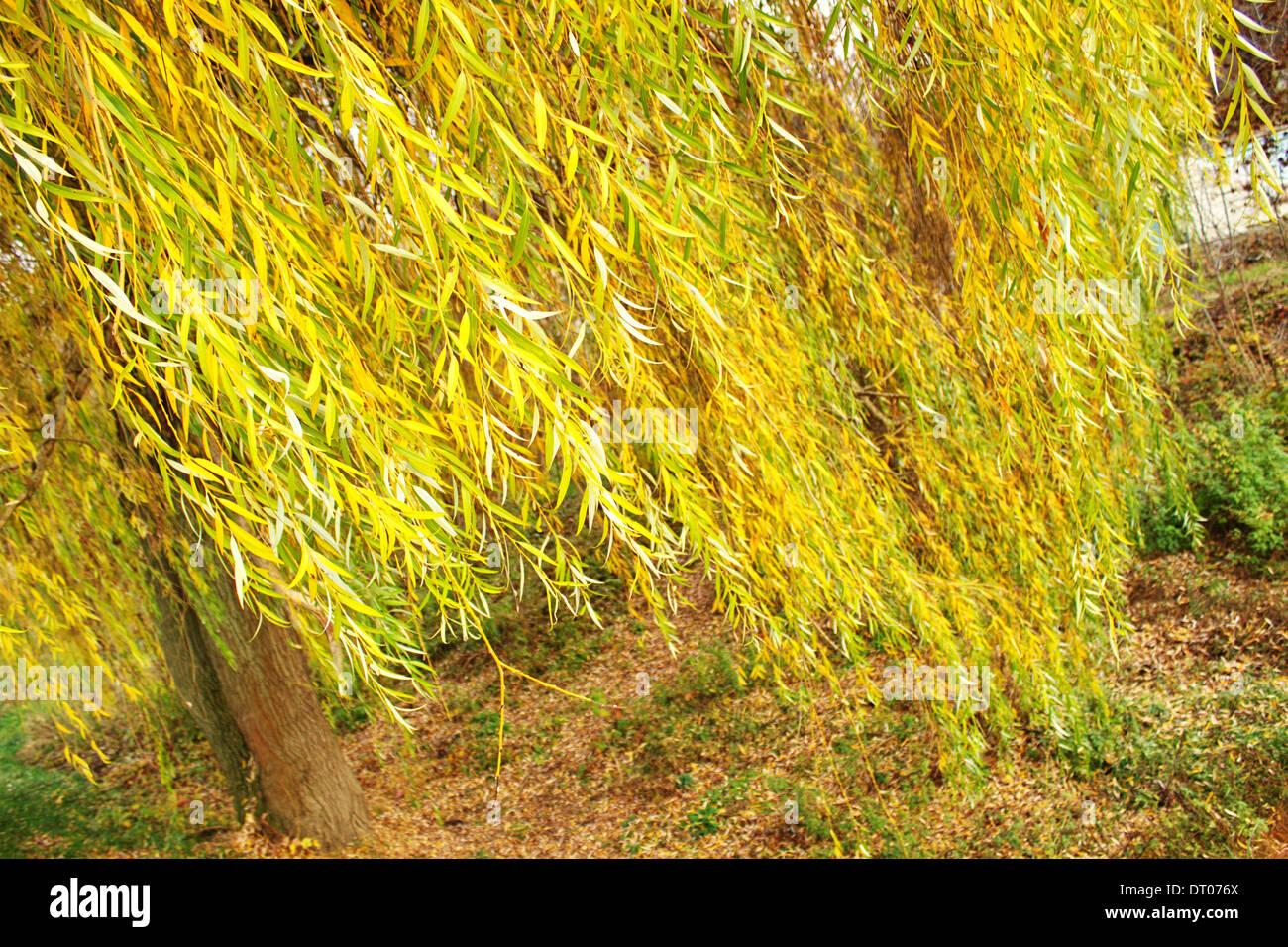 Weeping willow tree and water hi-res stock photography and images - Alamy