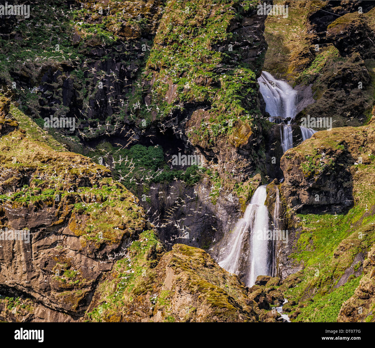 Northern Fulmar birds flying by waterfall, Iceland Stock Photo