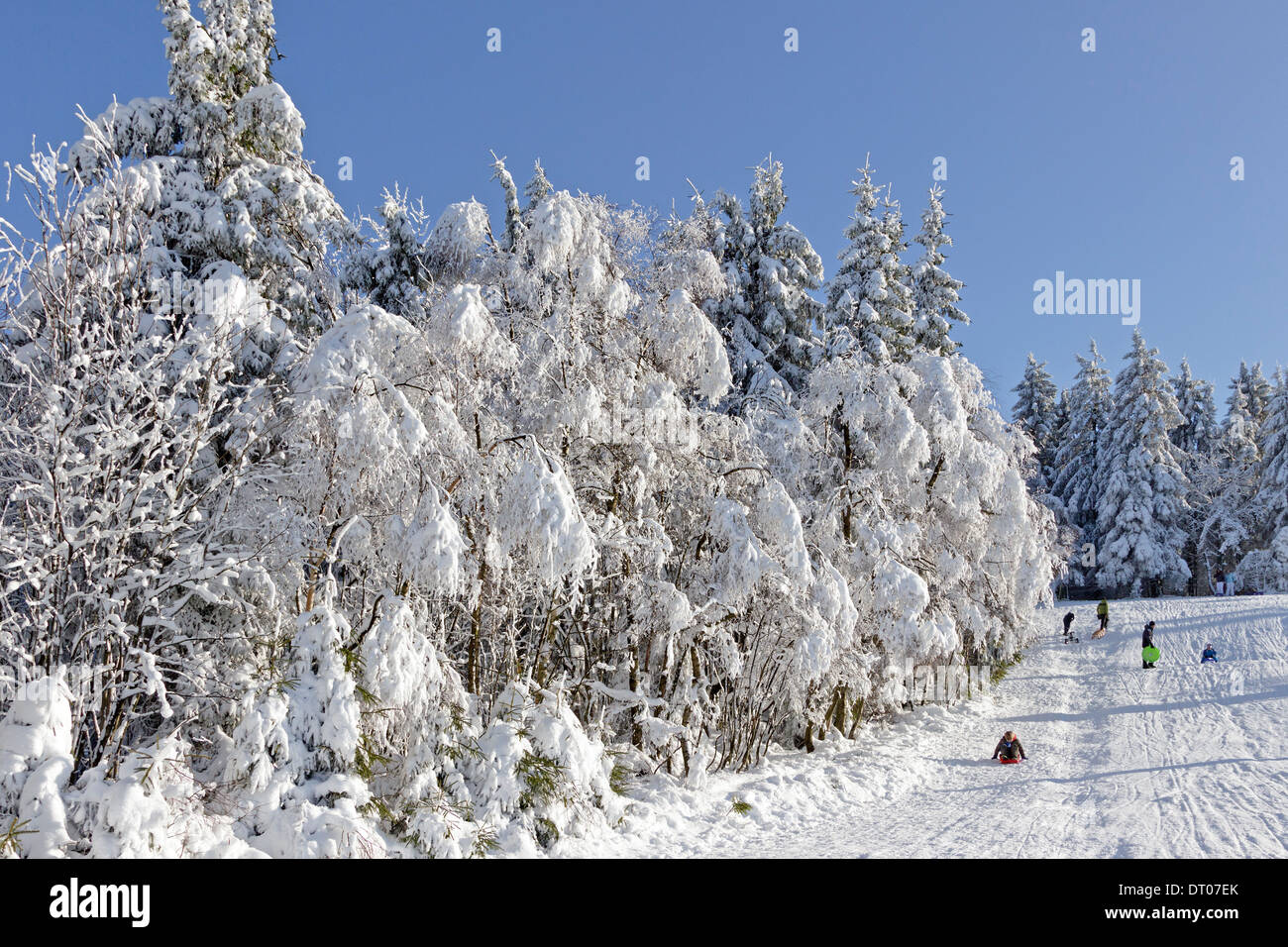 sledding on Kahler Asten near Winterberg, Sauerland, Northrhine