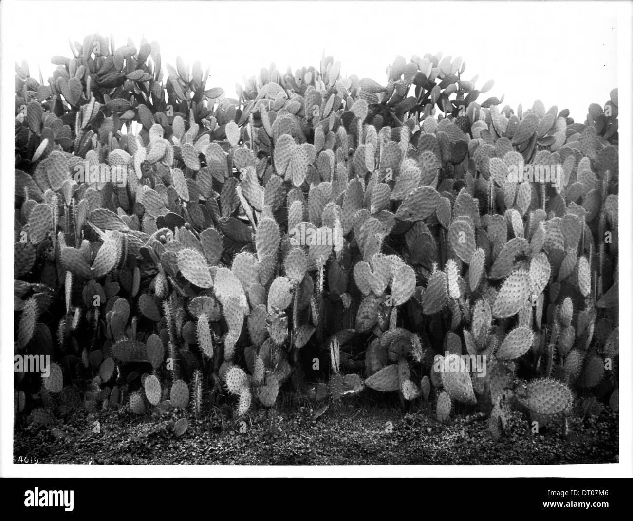 San francisco solano Black and White Stock Photos & Images - Alamy
