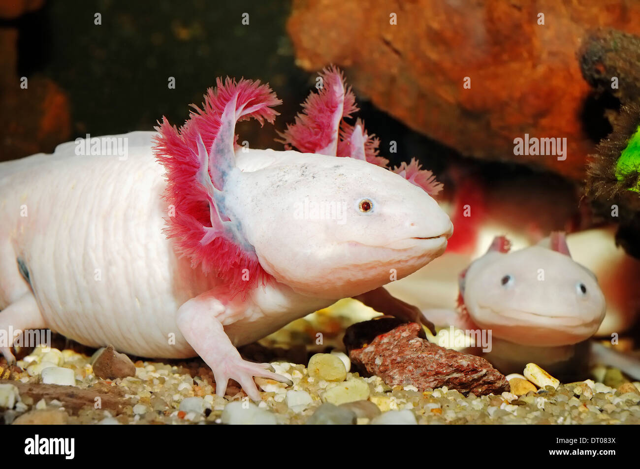 Mexican Salamander or Mexican Axolotl (Ambystoma mexicanum) Stock Photo