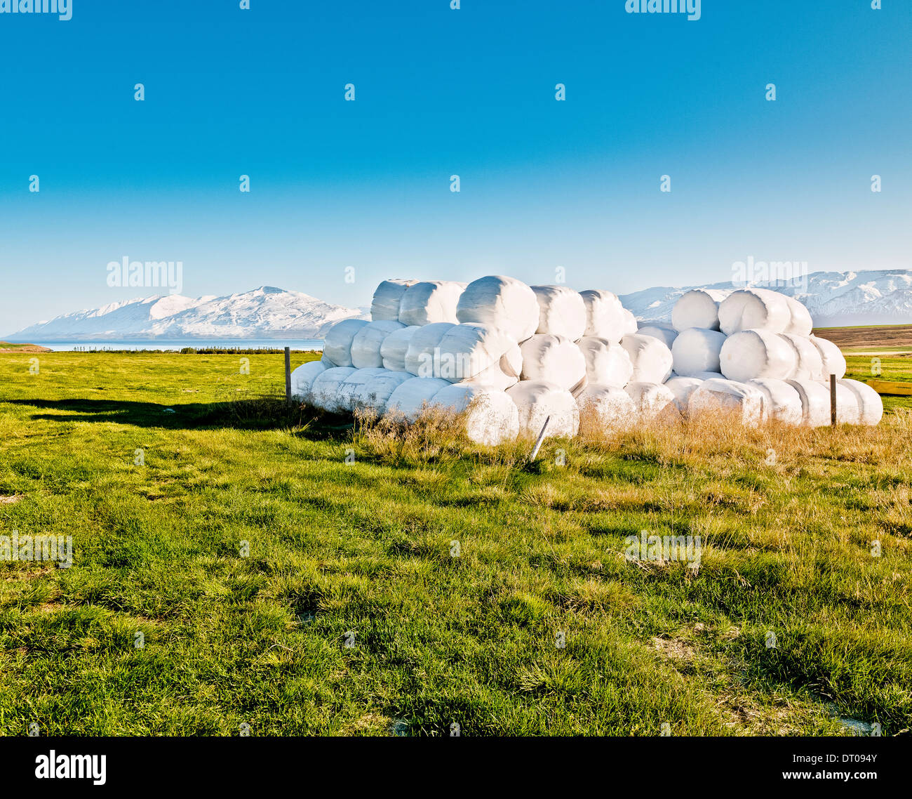 Hay bales wrapped in plastic to preserve for the winter. Eyjafjordur, Iceland Stock Photo