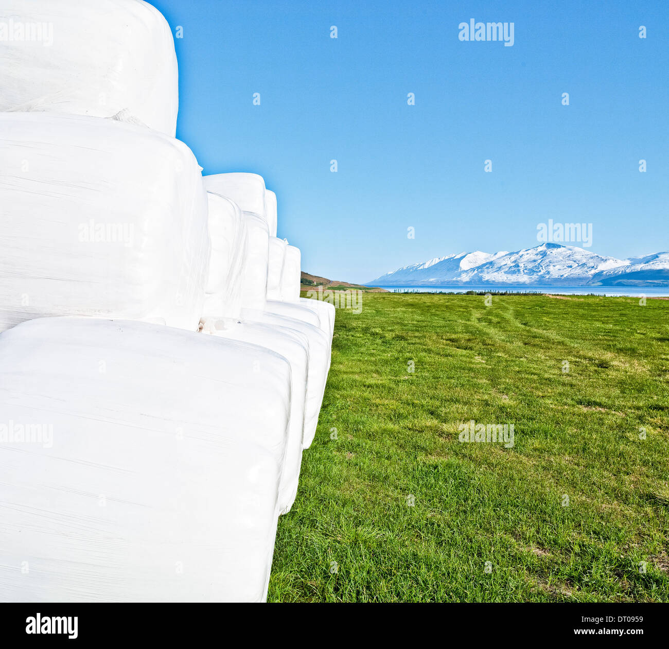 Hay bales wrapped in plastic to preserve for the winter. Eyjafjordur, Iceland Stock Photo