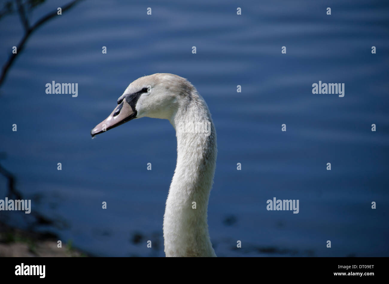White swans head against blue water Stock Photo