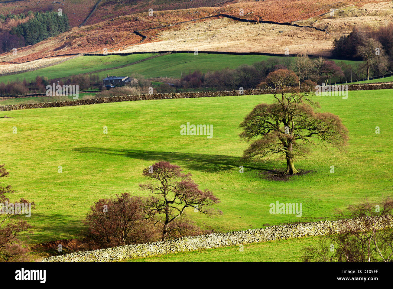 Winter Trees on the Slopes of Beamsley Beacon North Yorkshire England Stock Photo