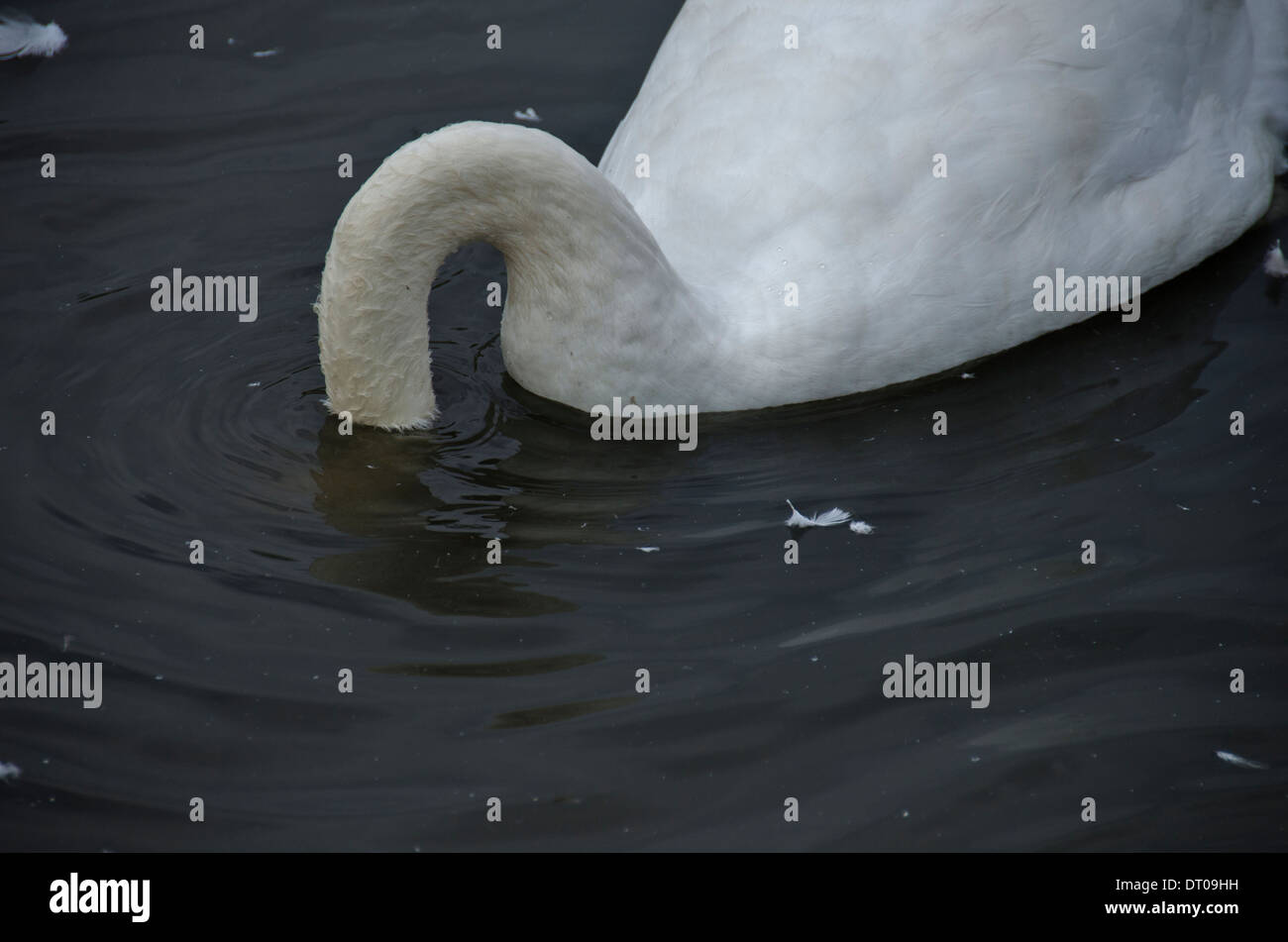 White swan with head under water feedingloneforaging Stock Photo