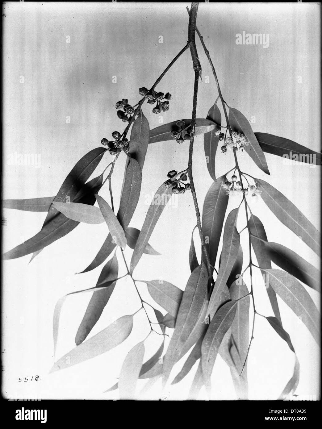 Close-up of a specimen of a eucalyptus branch showing leaves, blossoms and seedpods, ca.1925 Stock Photo