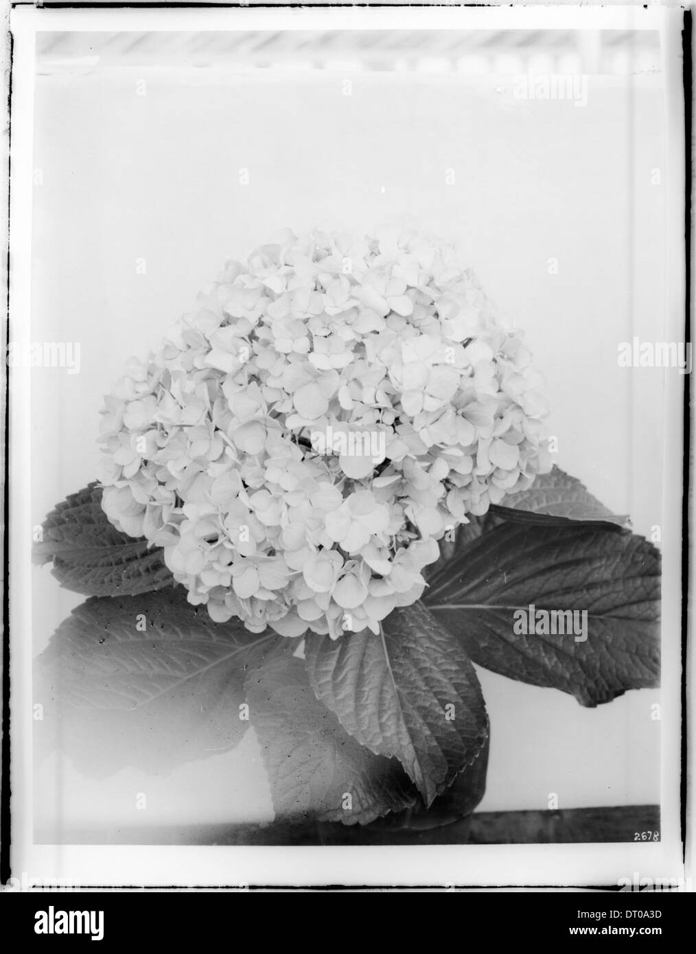 Specimen bloom Black and White Stock Photos & Images - Alamy