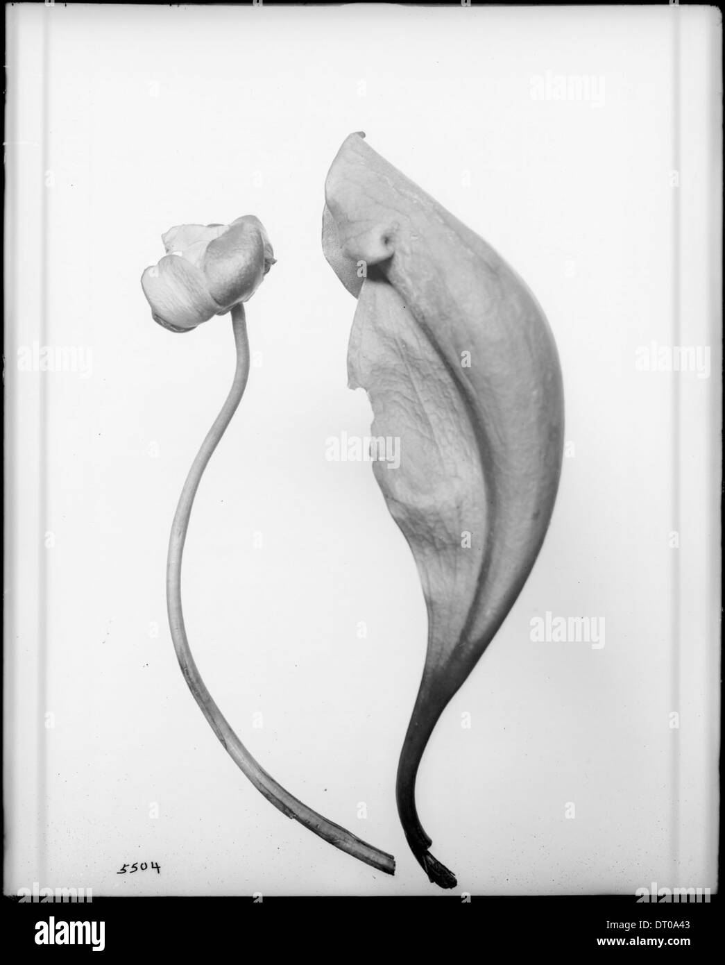 Close-up of a specimen of a pitcher plant (Sarracenia purpurea), ca.1920 Stock Photo
