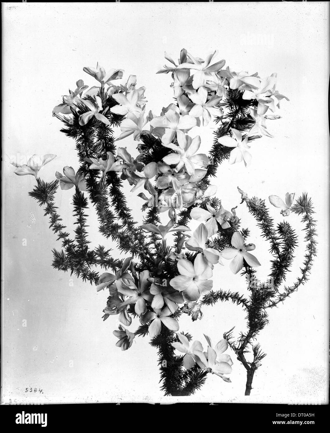 Close-up of a specimen of Gilia Californica(Prickly flox) flowers, ca.1920-1930 Stock Photo
