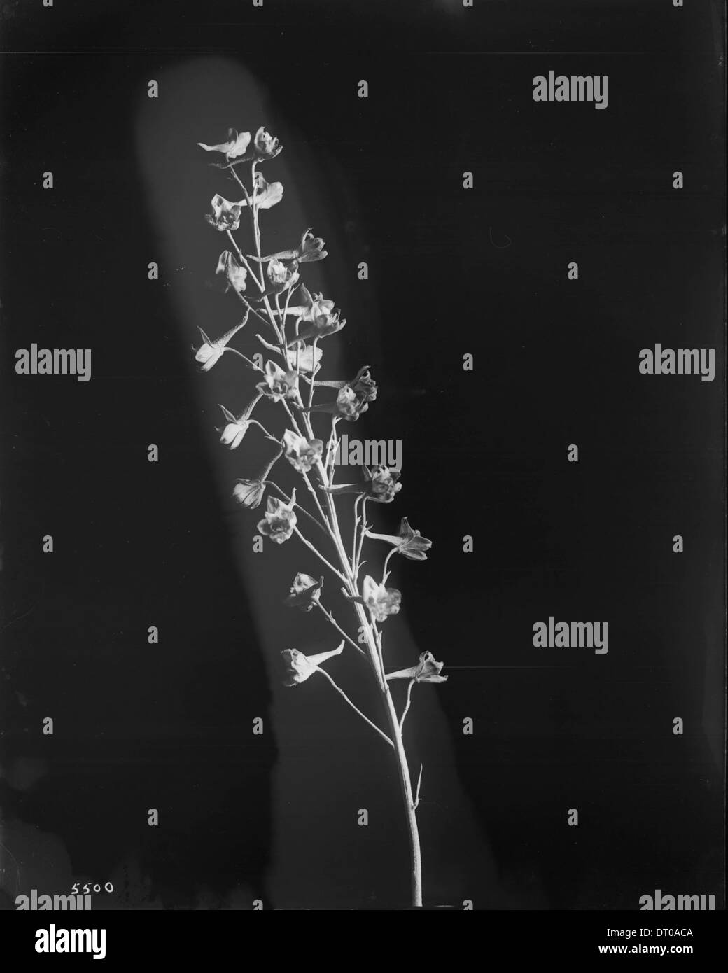 Close-up of a specimen of Scarlet larkspur (Delphinium cardinale), ca.1920 Stock Photo