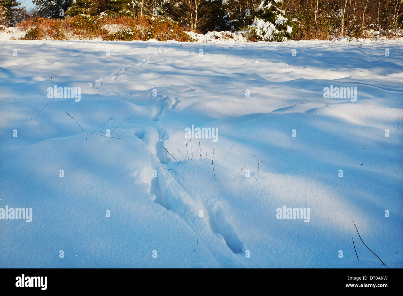 Rabbit prints in deep snow, in the Haldon Hills near