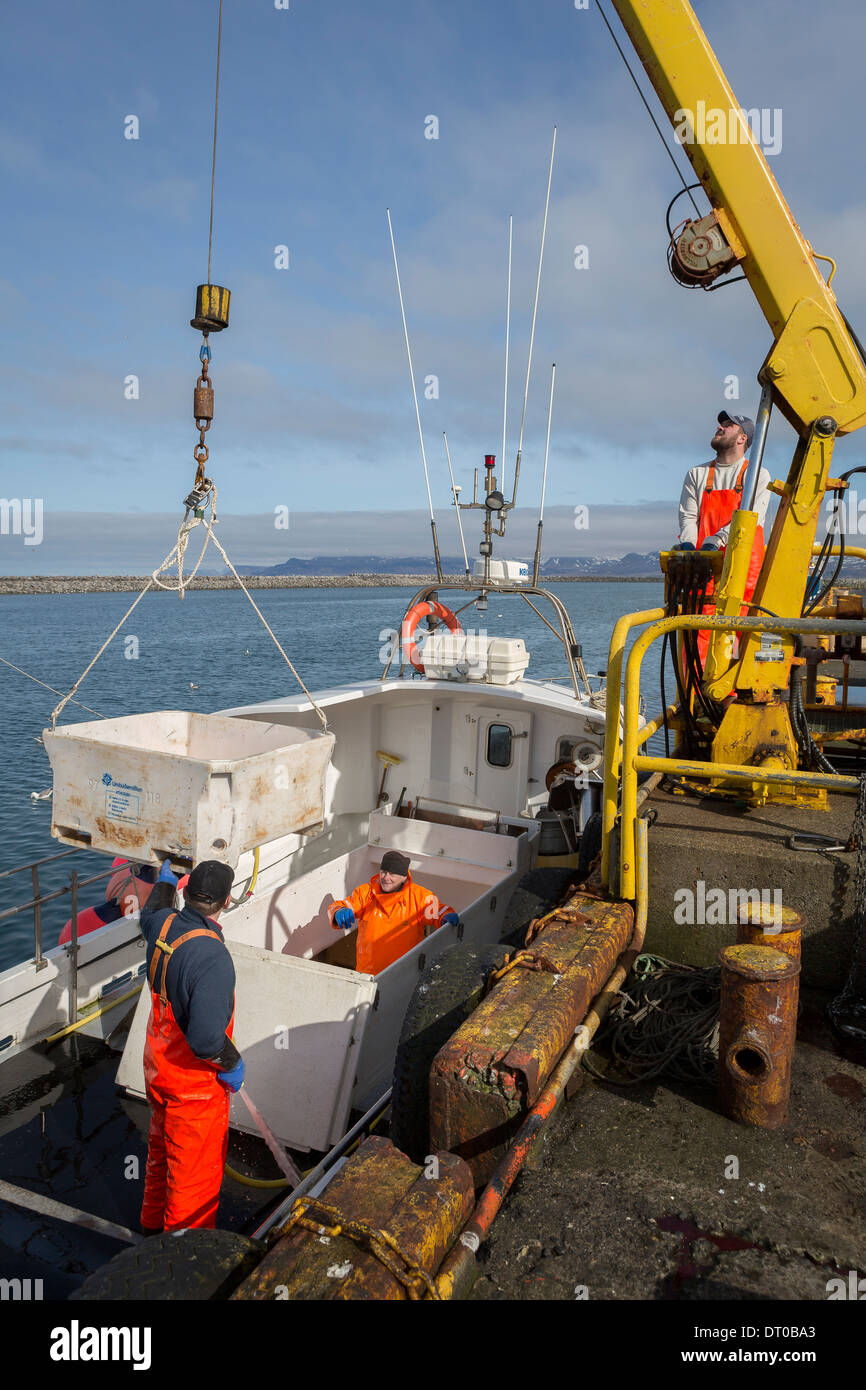Fishing trawler docked and unloading cod fish, Rif, Snaefellsnes Peninsula, Iceland Stock Photo