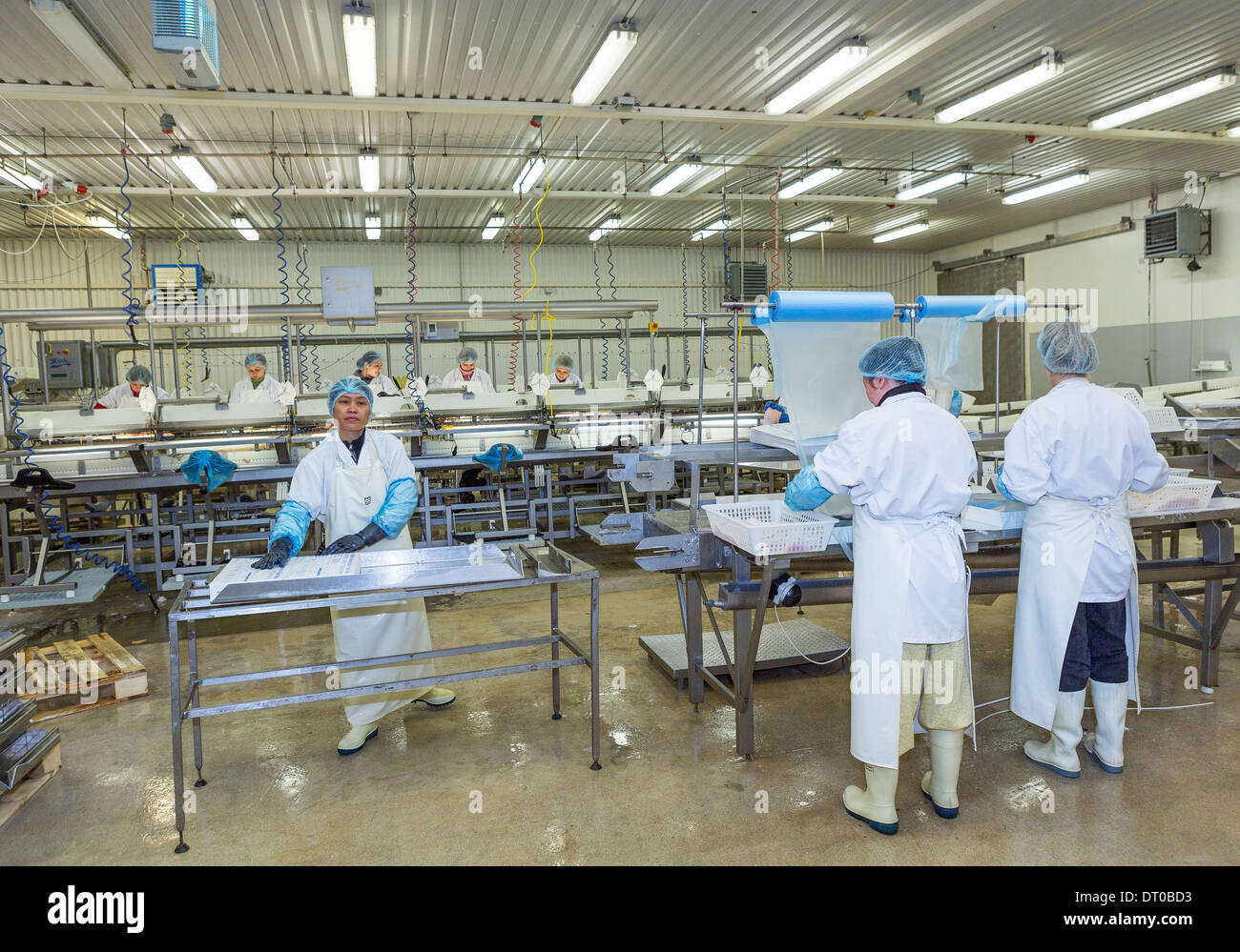 Fish processing plant,  Flateyri, West Fjords, Iceland Stock Photo