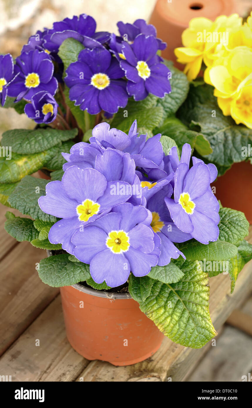 pots of primroses on wooden board Stock Photo