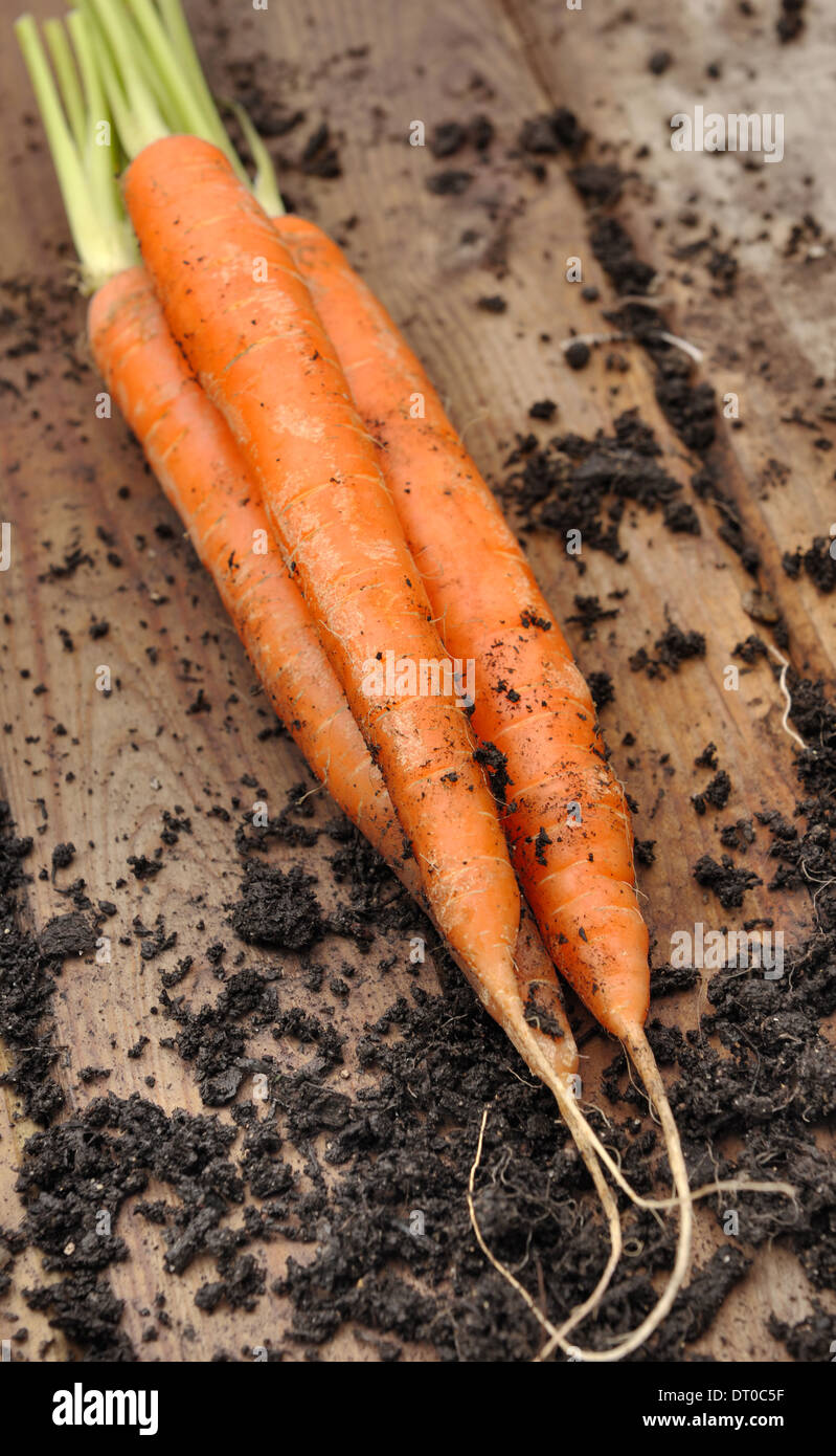 Freshly harvested carrots from the garden and placed on a plank Stock Photo