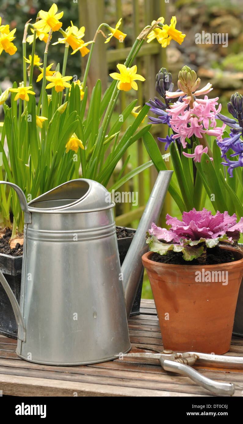 spring flowering potted flowers in the garden Stock Photo