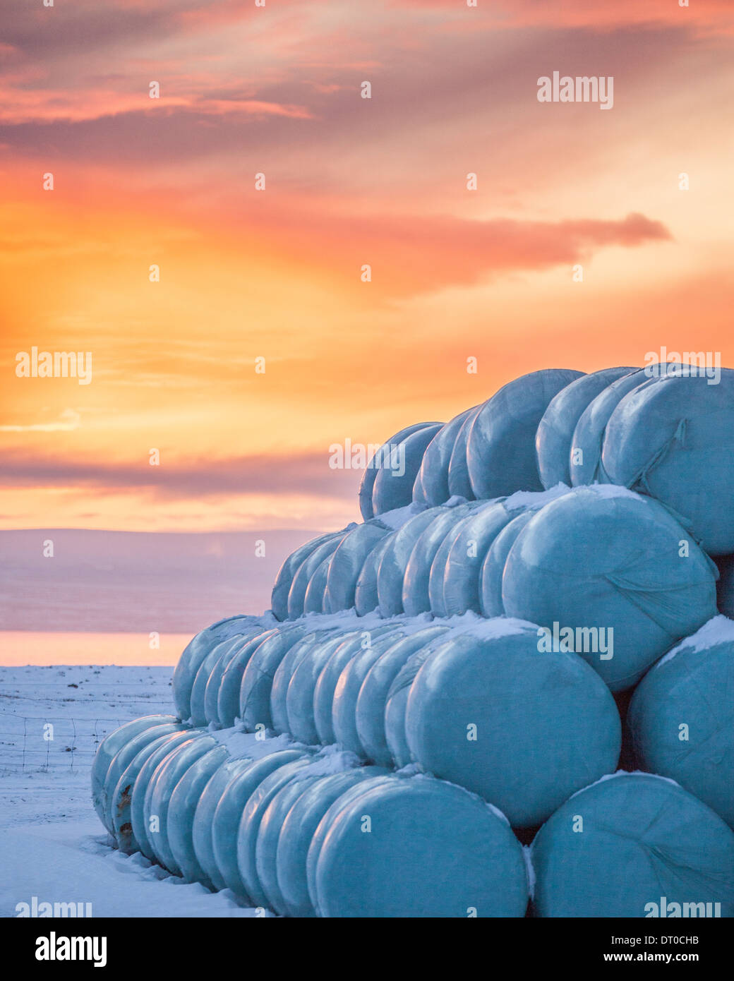 Hay rolls wrapped in plastic, Hunafjordur, Iceland Stock Photo