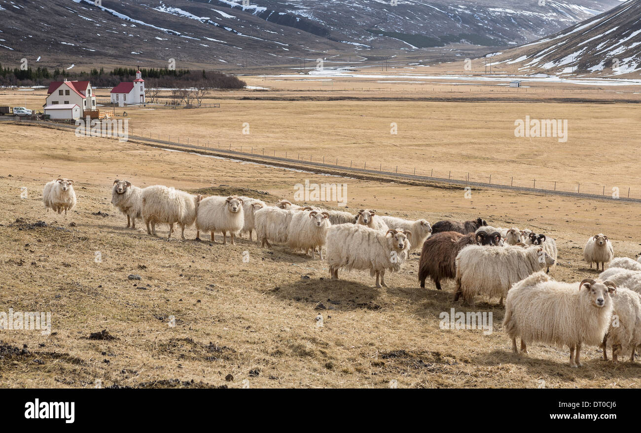 Flock of sheep, Iceland Stock Photo