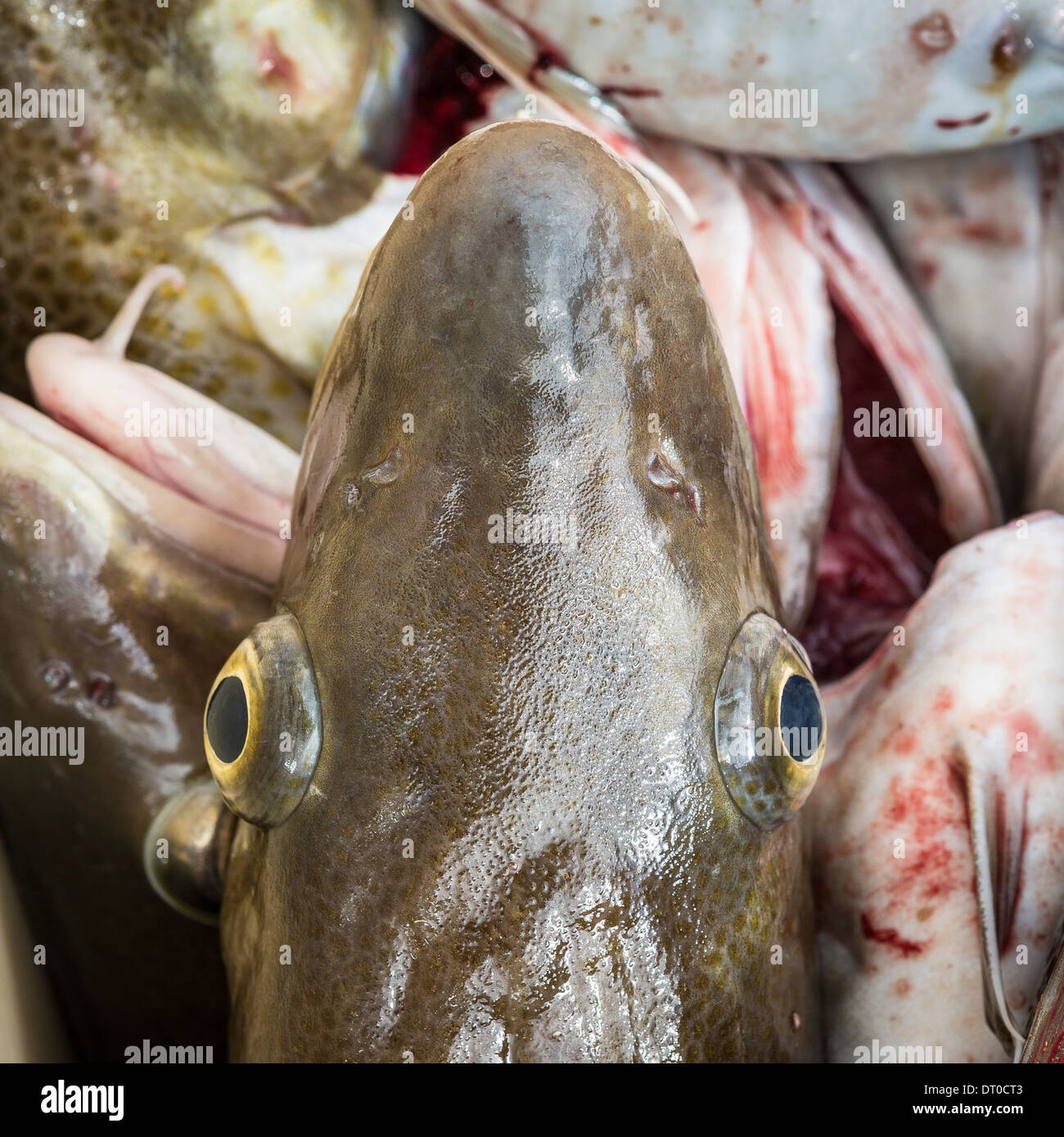Fresh cod, Western, Iceland Stock Photo