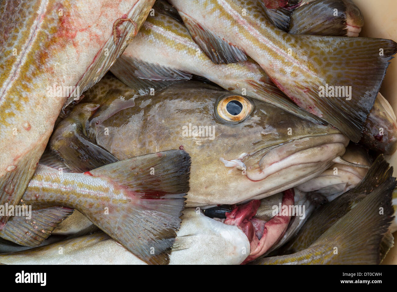 Fresh cod, Western, Iceland Stock Photo