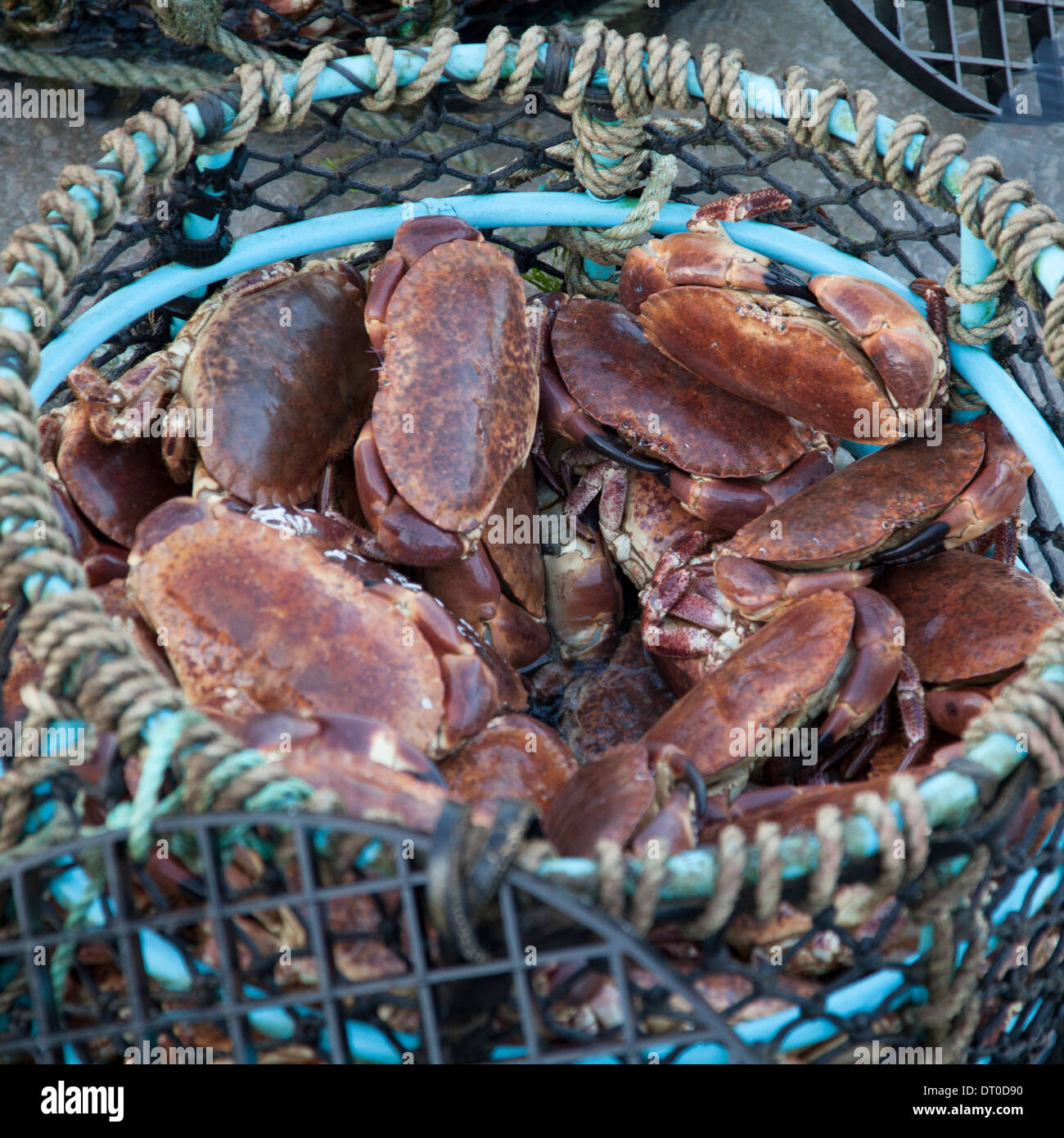 crab pot full of crabs Stock Photo