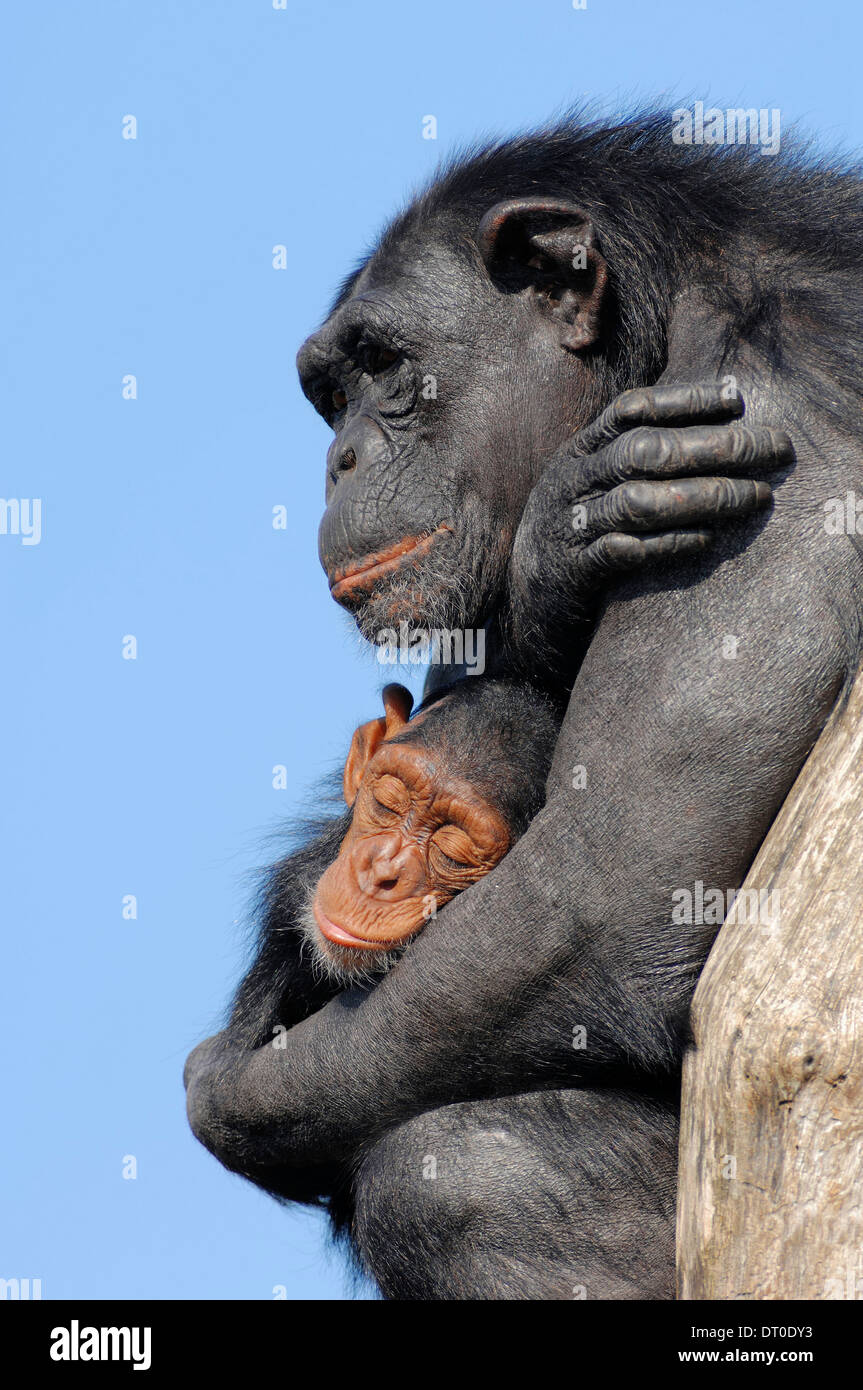 Chimpanzee (Pan troglodytes), female with young Stock Photo