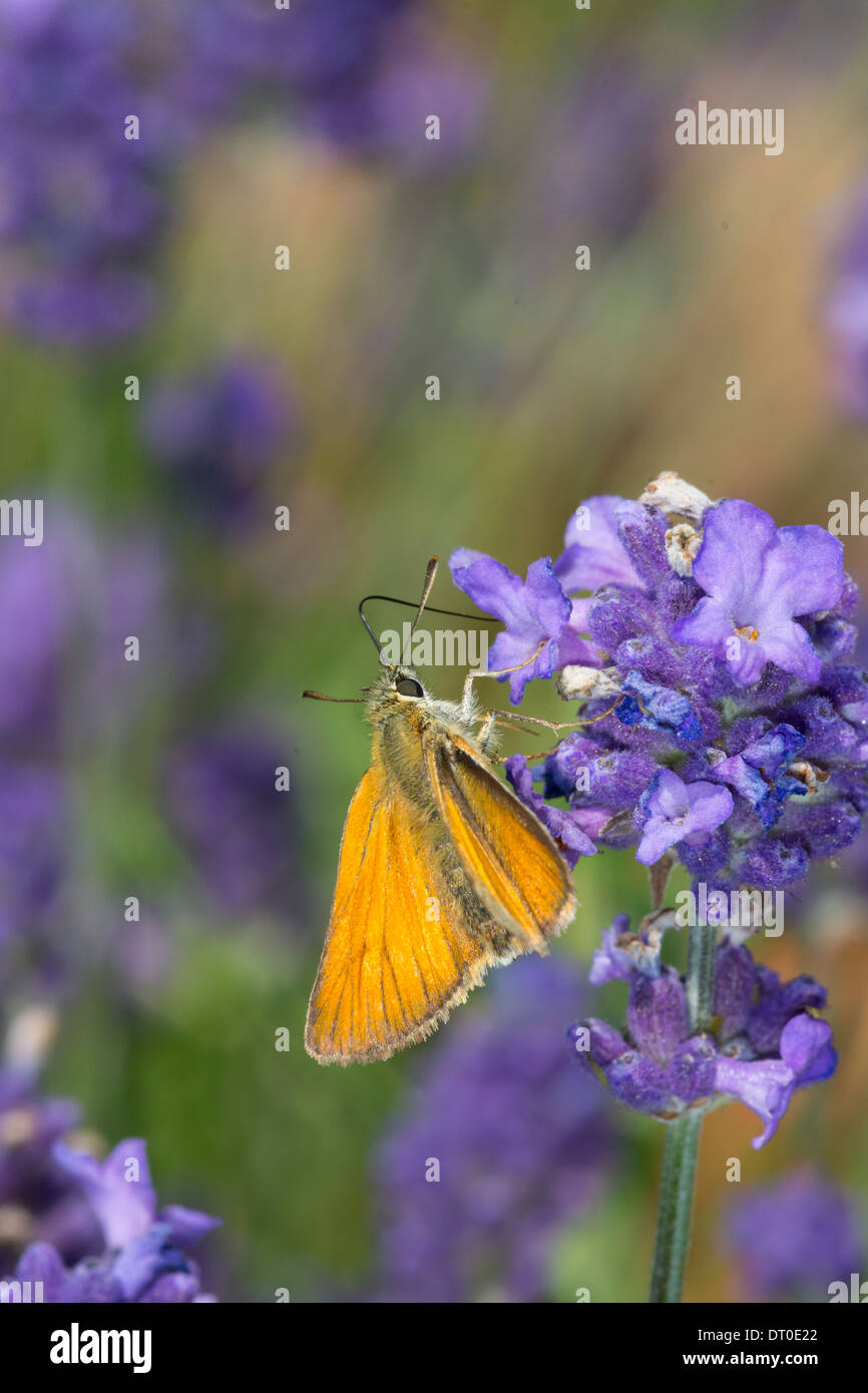 Garden butterfly, Small Skipper, Thymelicus sylvestris, feeding on garden Lavendar. Stock Photo