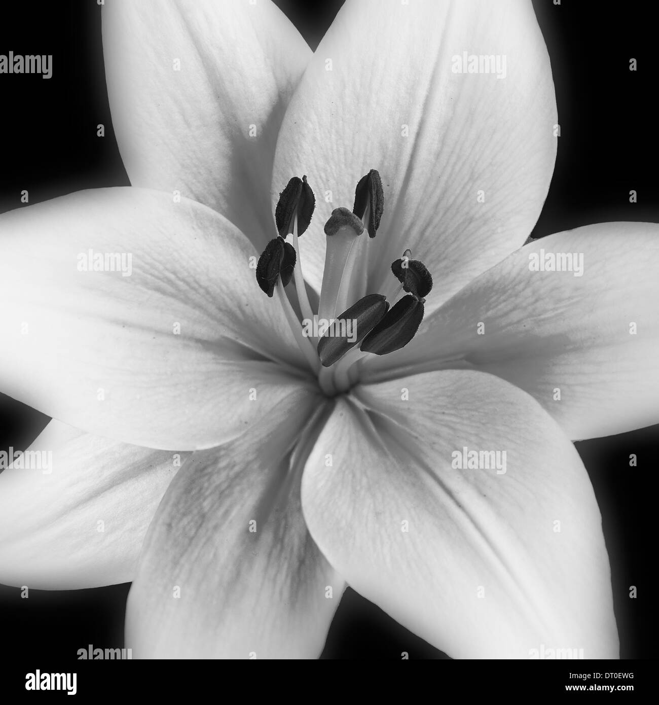 Flowers Black and White Stock Photos & Images - Alamy