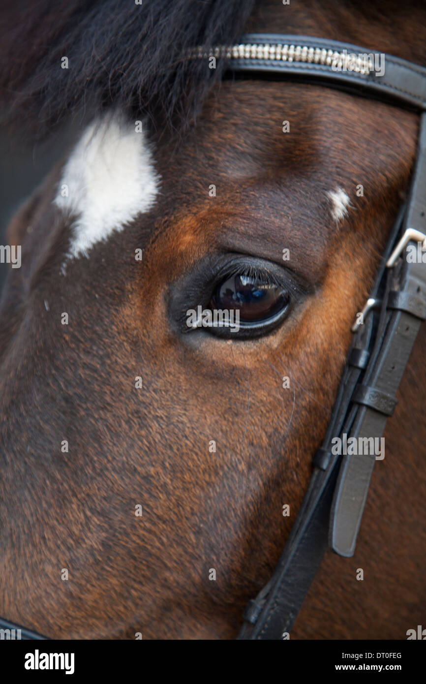 Close up of horses head Stock Photo Alamy