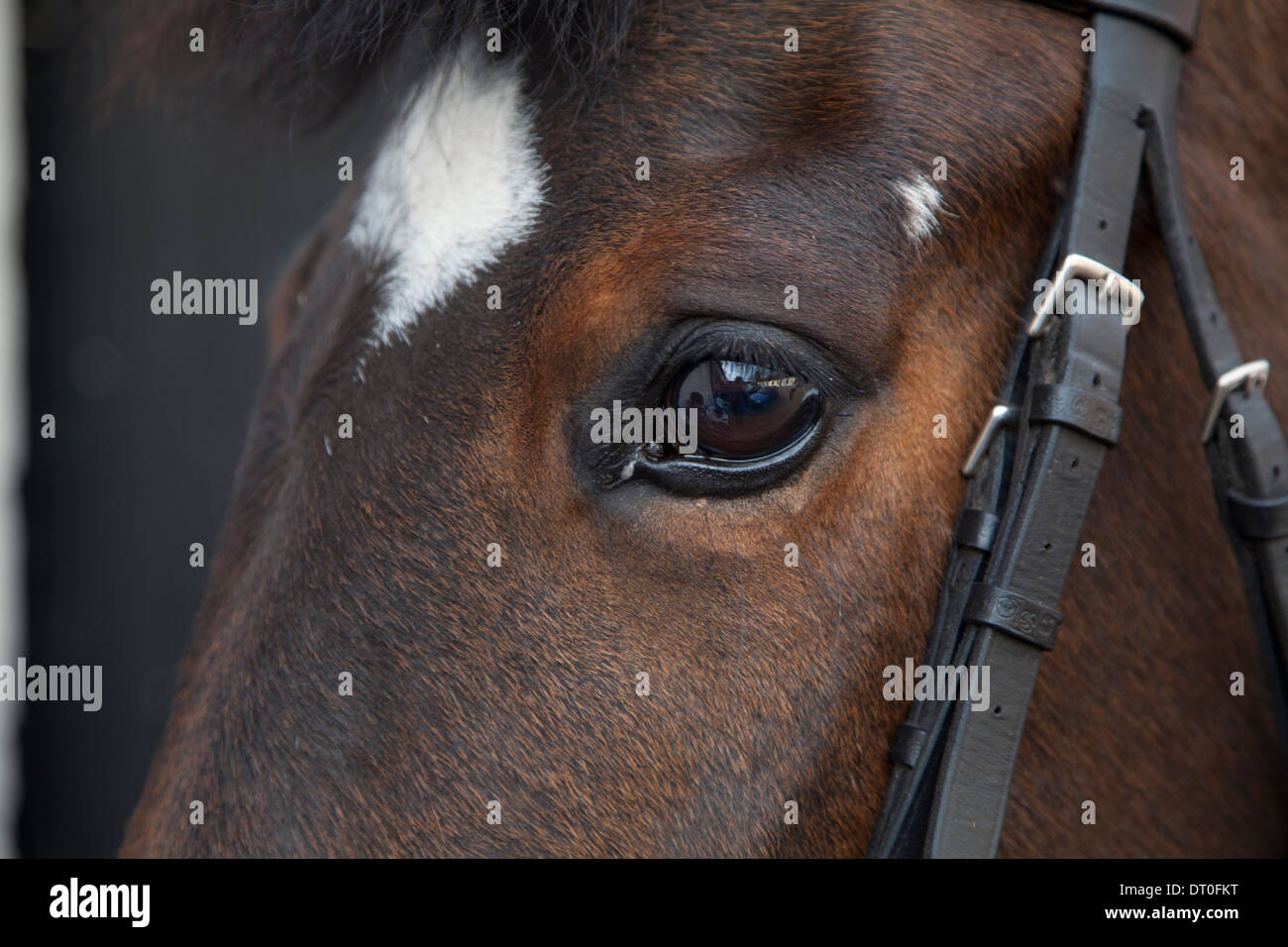 Close up of horses head Stock Photo Alamy