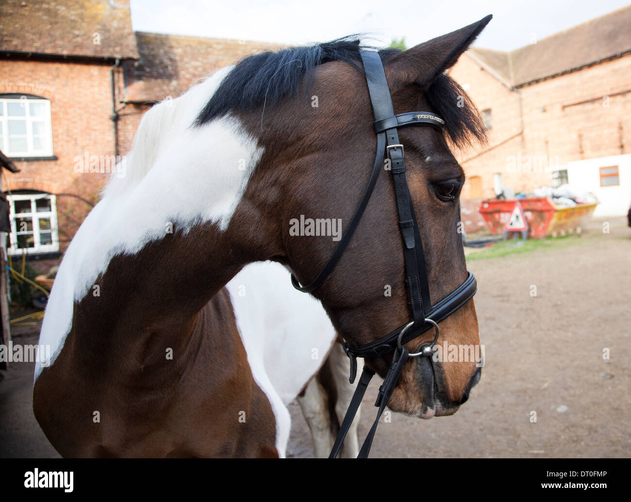 Horse turning head hires stock photography and images Alamy