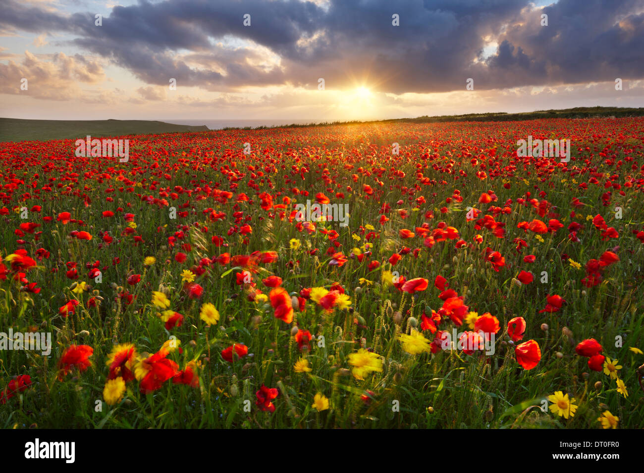 A poppy field with a mix of corn marigolds growing close to the Cornish coast at West Pentire Stock Photo