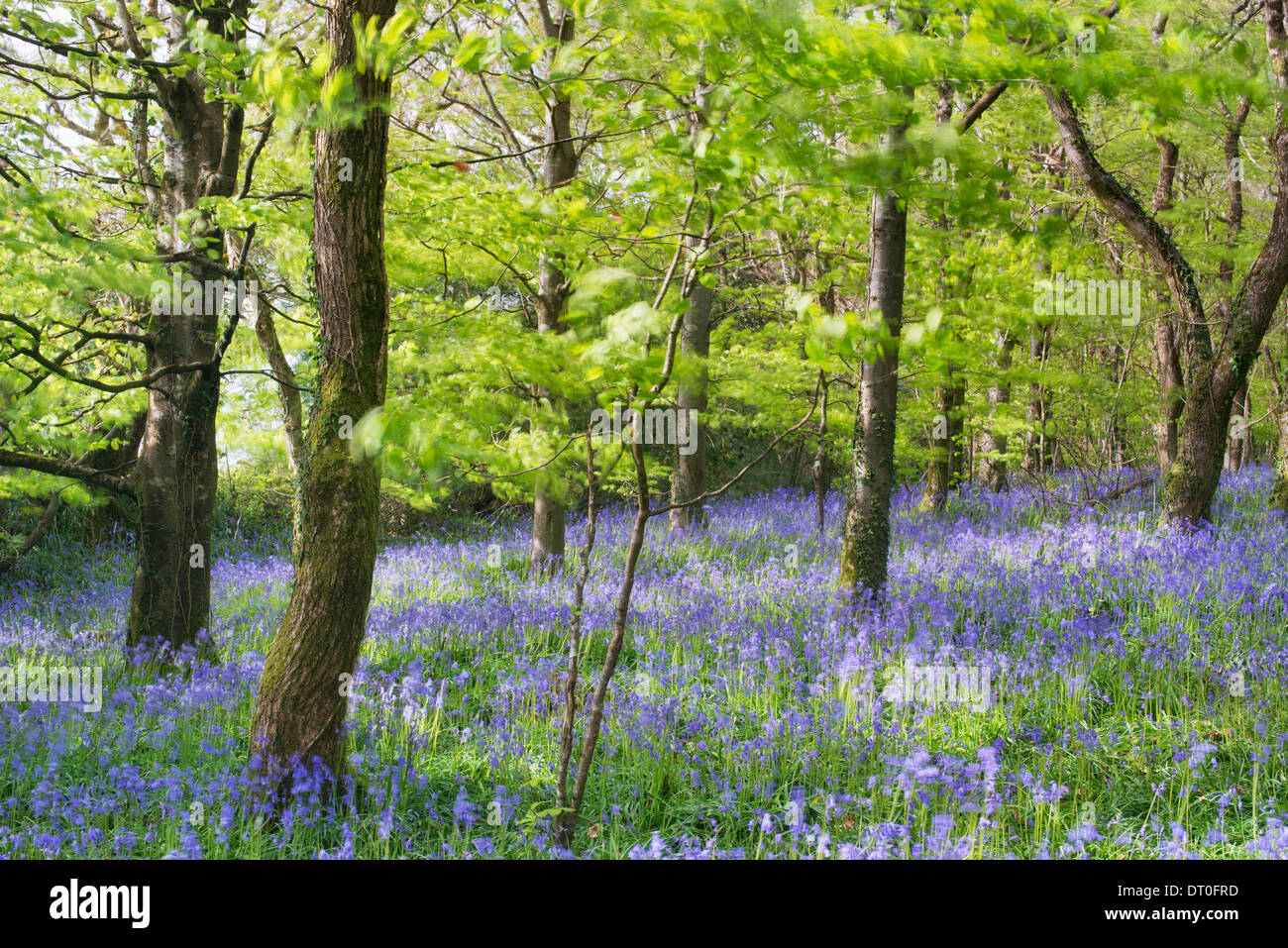 Delicate bluebells swaying in the breeze Stock Photo