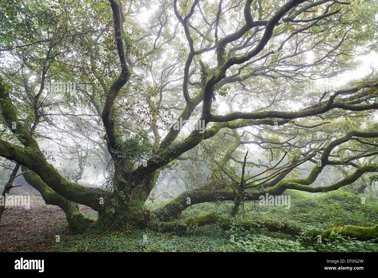An old tree located on the edge of the West Penwith moors with low mist floating through the branches Stock Photo