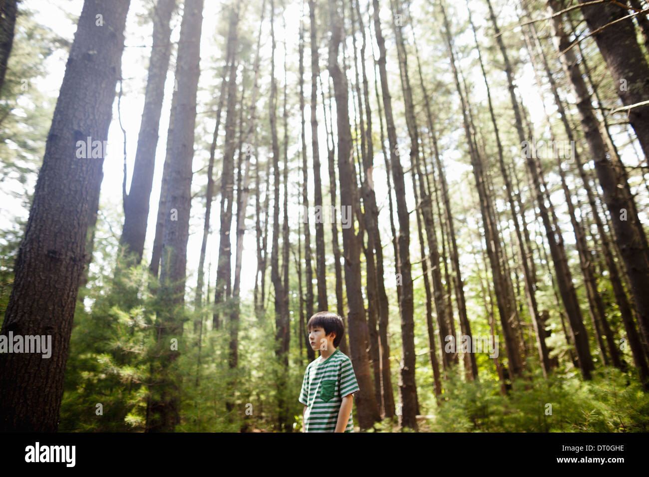 Woodstock New York USA young boy playing in the pine forest tree trunks Stock Photo