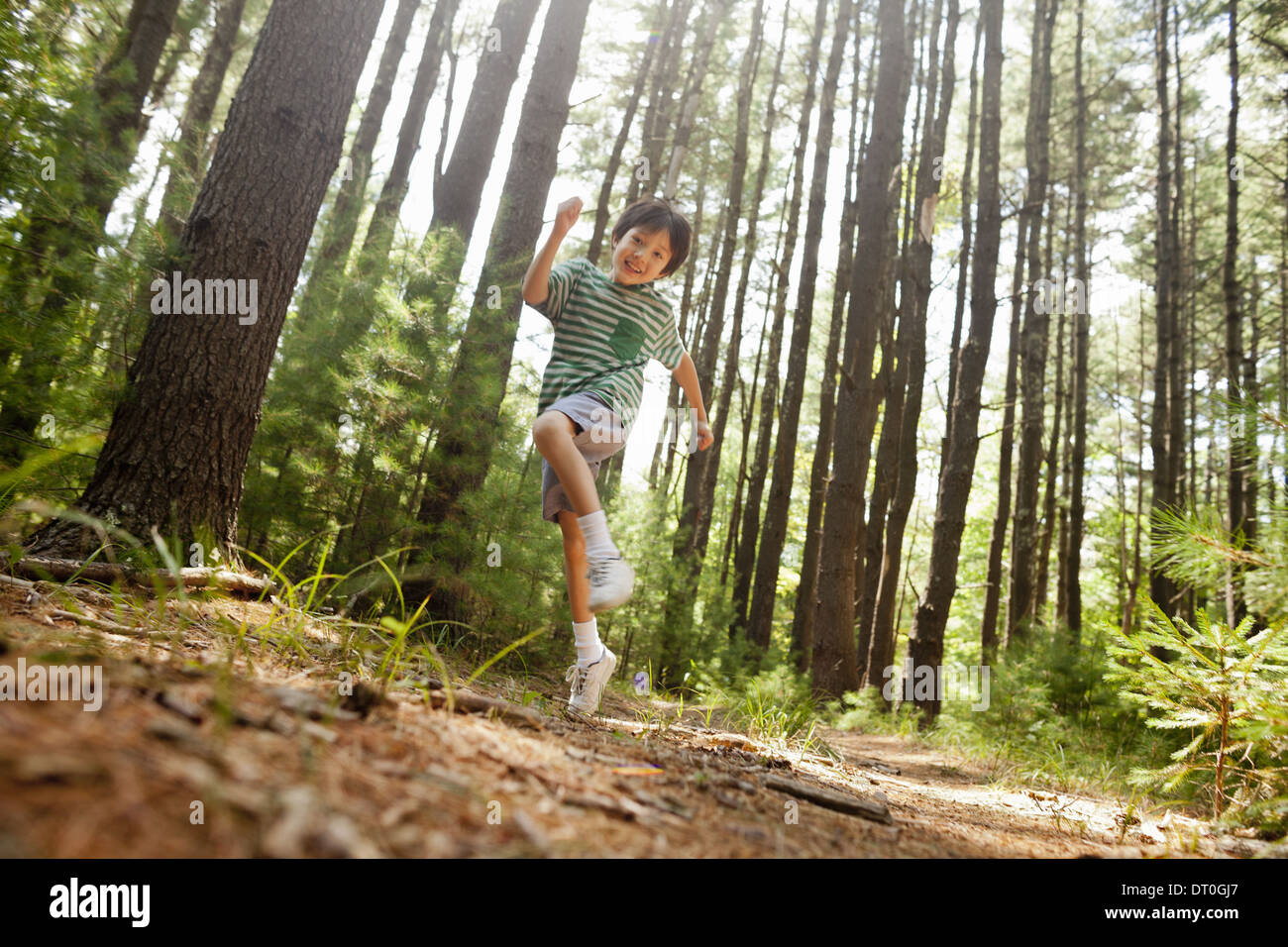 Woodstock New York USA young boy playing in the pine forest tree trunks Stock Photo