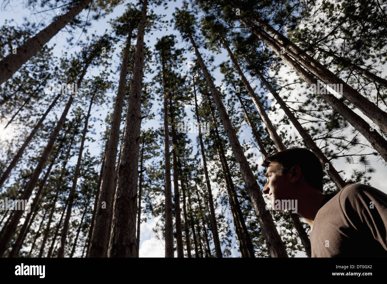 Woodstock New York USA young man looking up into pine forest tree tops